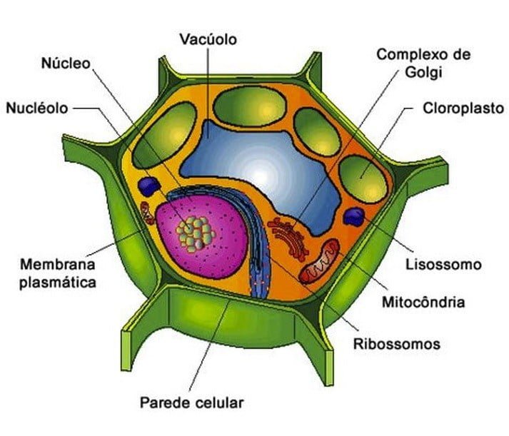 Estructuras de comunicación entre células vegetales