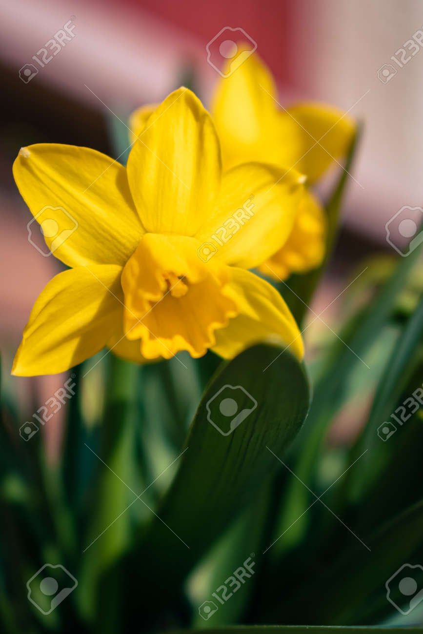 Narcisos en un jardín primaveral brillante
