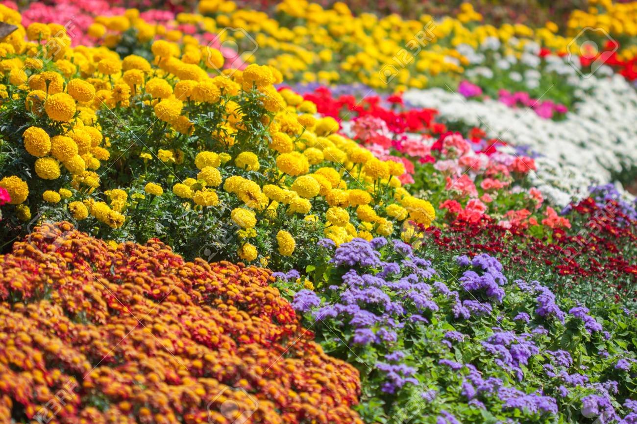 Flores de colores en un jardín