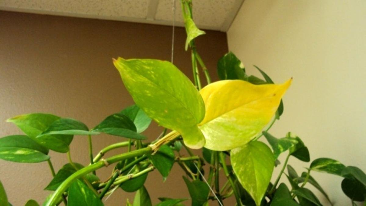 Hojas amarillas en enredadera de maceta