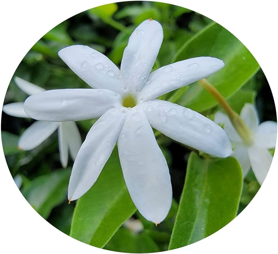 Flores de jazmín blancas y fragantes