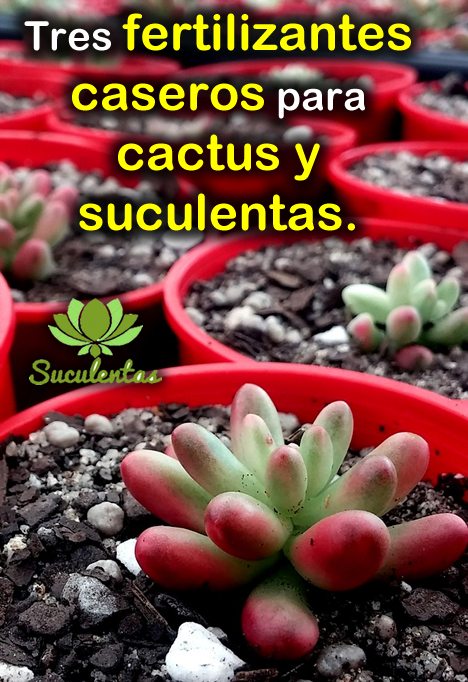 Abono orgánico casero para cactus y suculentas