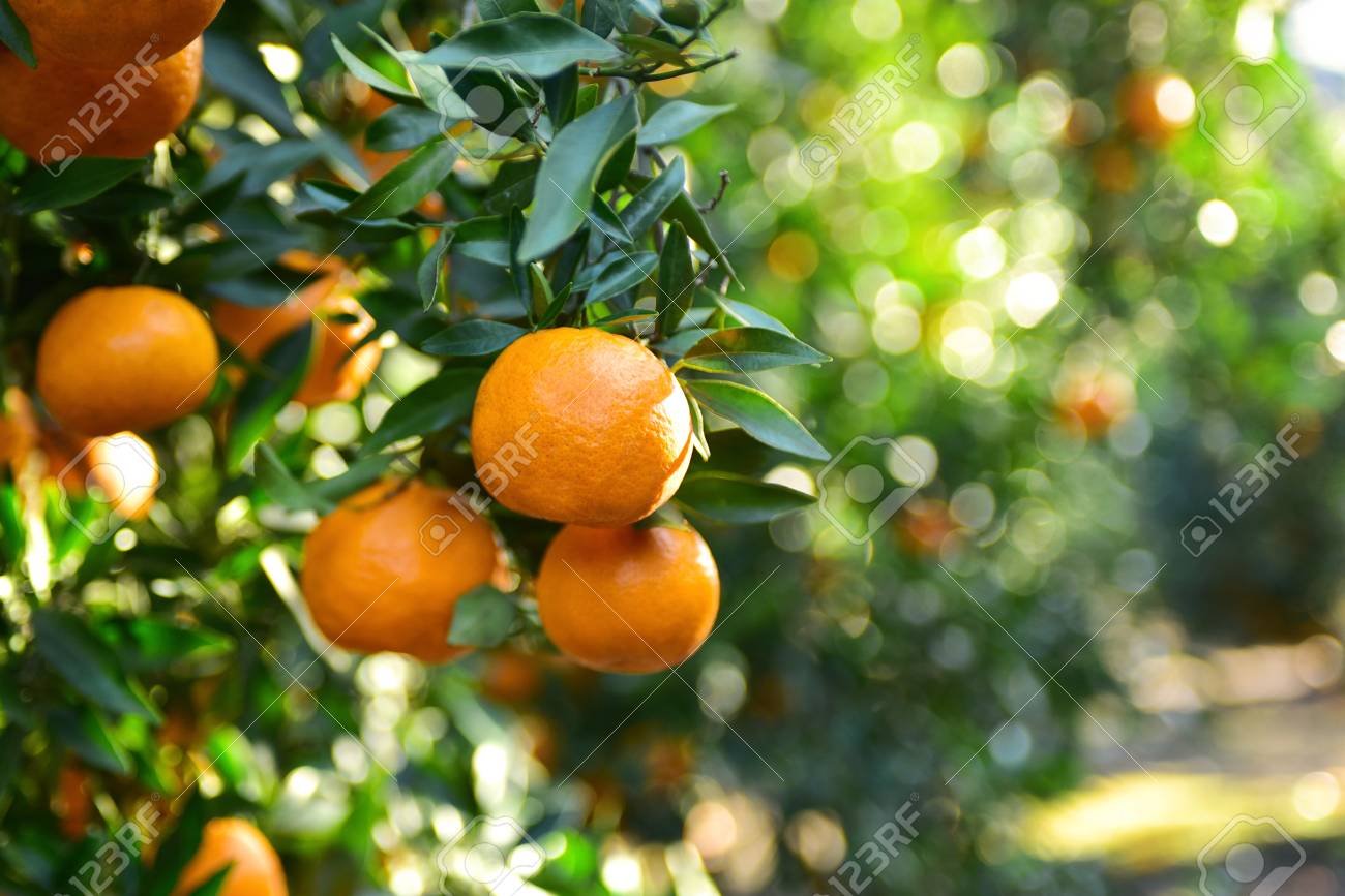 Naranjas jugosas en un campo soleado