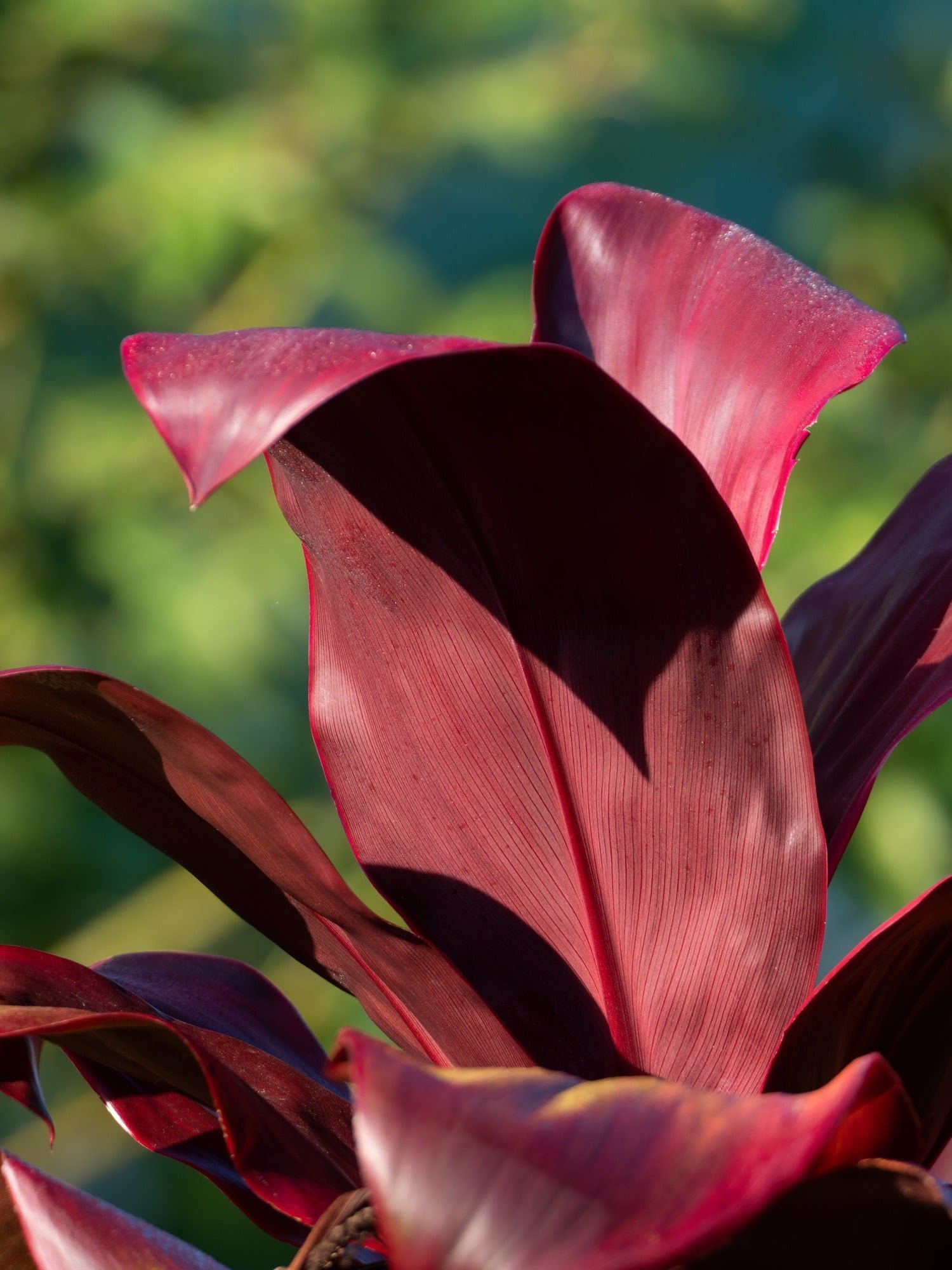 Plantas de hojas rojas en jardín