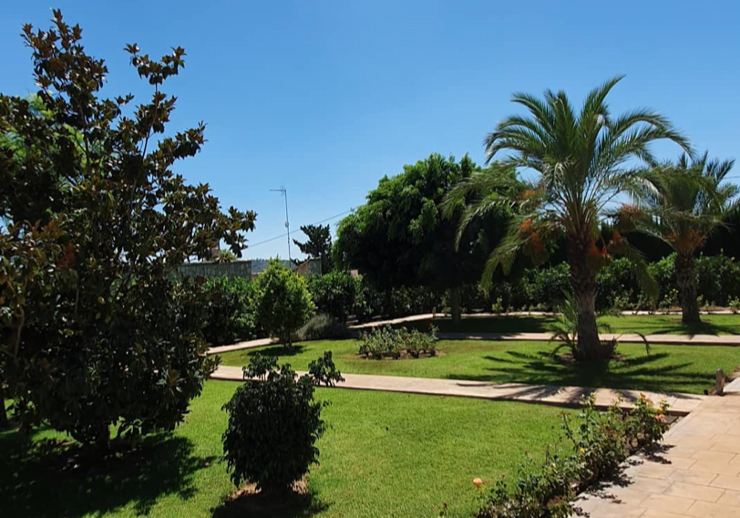 Drenaje adecuado en jardín con plantas