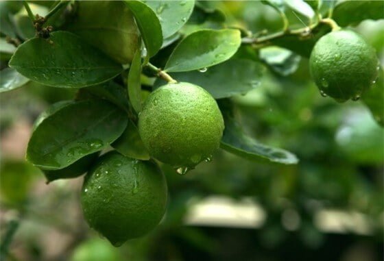 Limones creciendo en diferentes condiciones climáticas