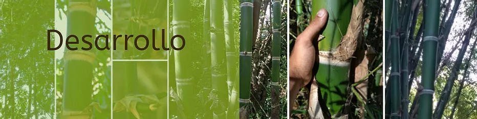 Bambú creciendo en distintas etapas de desarrollo