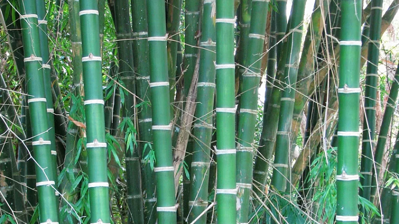 Comparación de crecimiento entre bambú y plantas