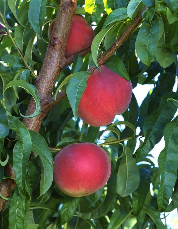 Árbol frutal resistente a la sequía