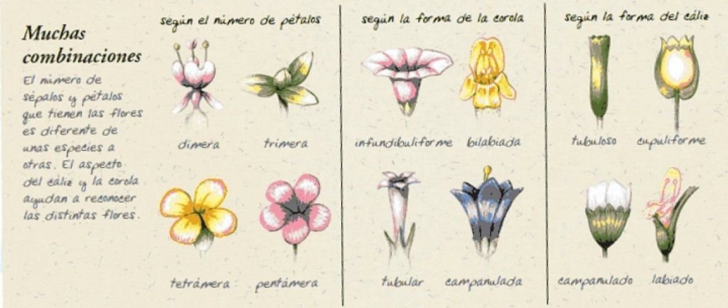 Flores de diferentes números de pétalos