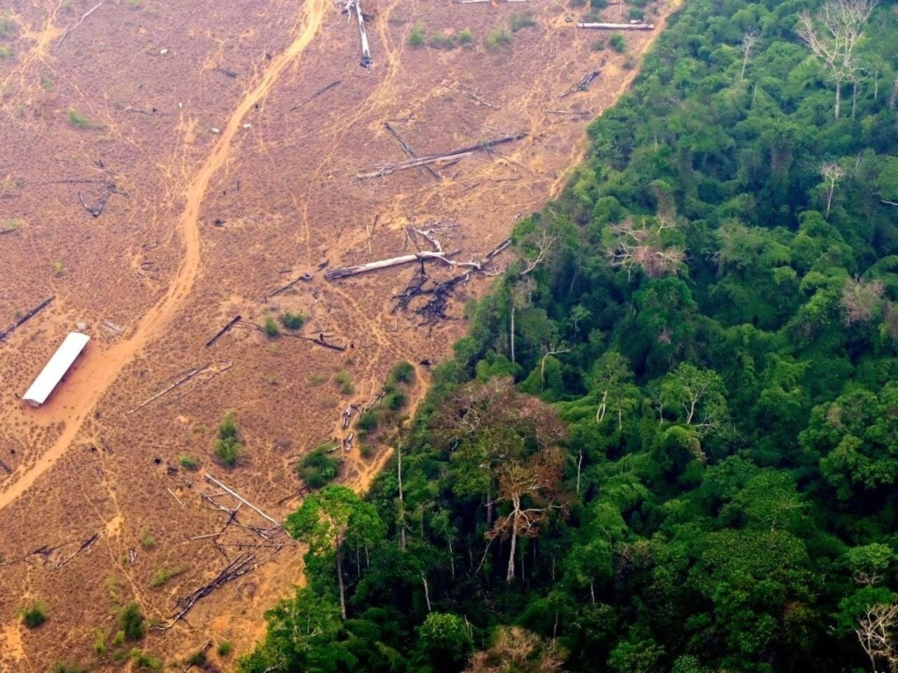 Selva tropical amenazada por la deforestación