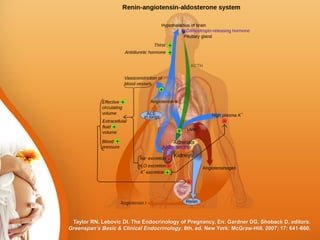 Diagrama del sistema endocrino y embarazo