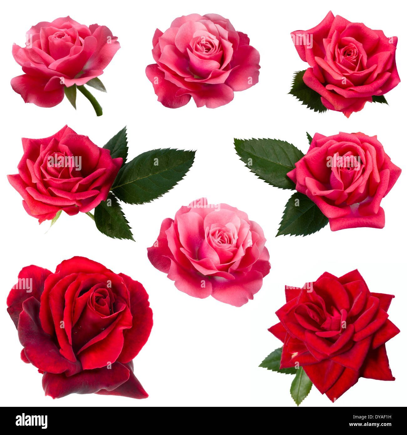 Rosa roja rodeada de ocho rosas