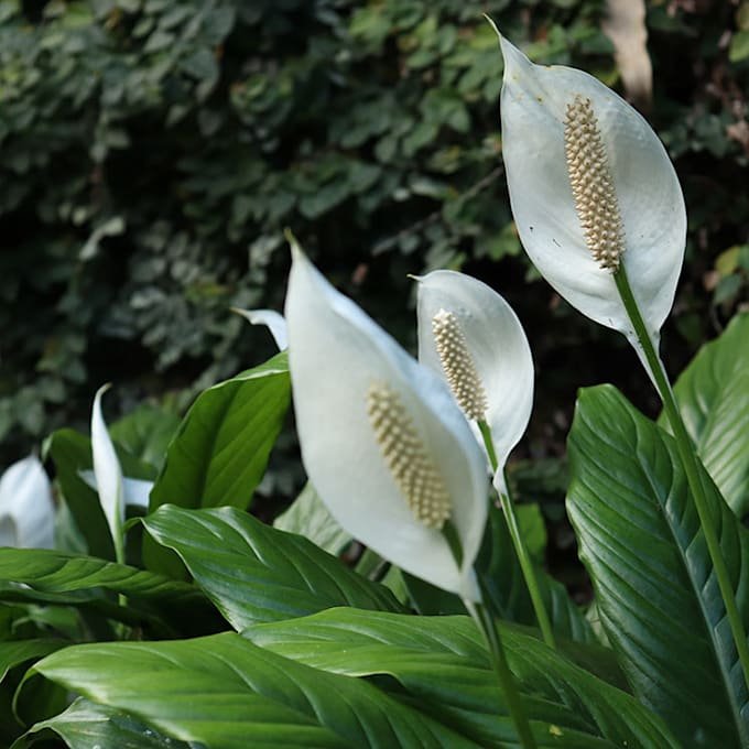 Flor Casa Blanca con problemas de crecimiento