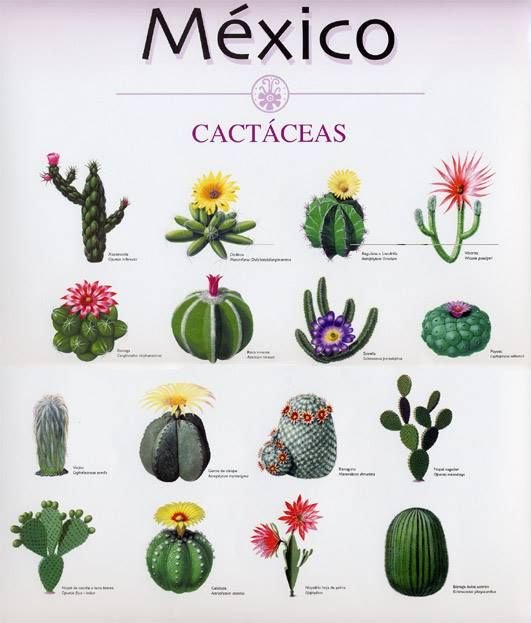 Variedades de cactus mexicanos y sus nombres