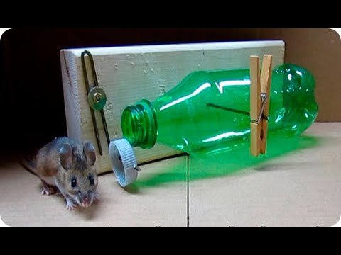 Trampa casera para ratas en acción