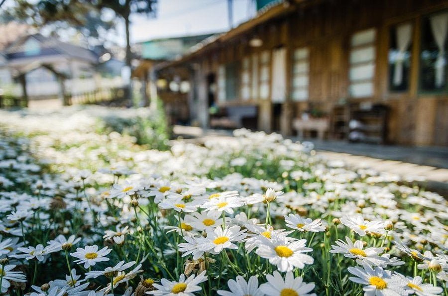 ᐈ La vida de las margaritas cuánto tiempo duran estas hermosas flores