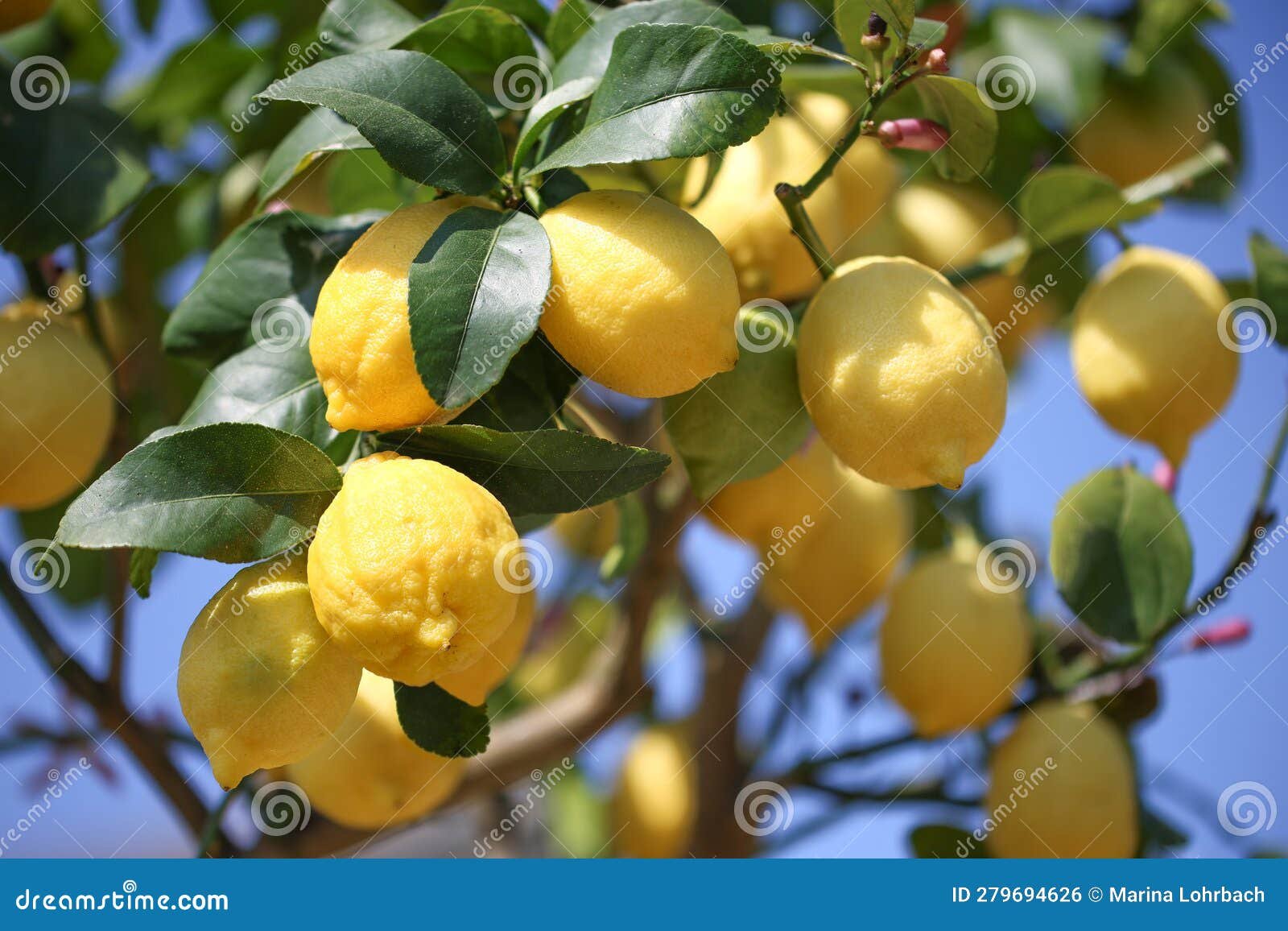 Limones maduros listos para ser cosechados