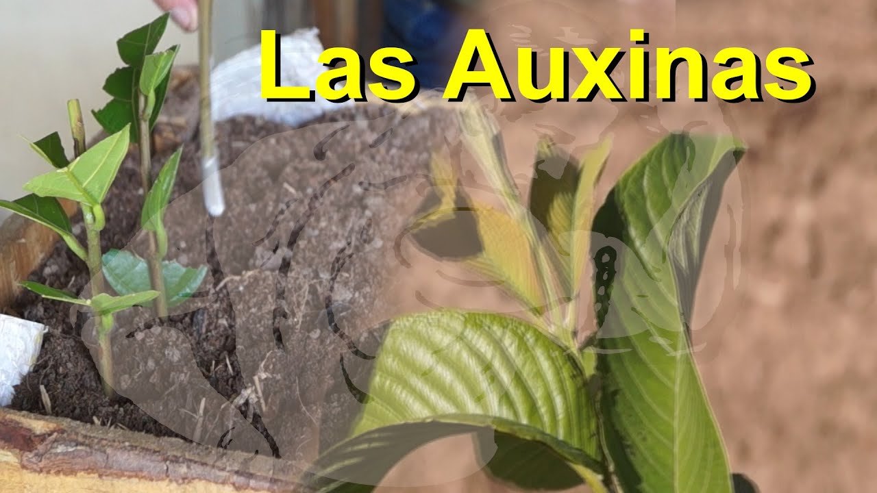 Aplicación de auxinas en cultivos agrícolas