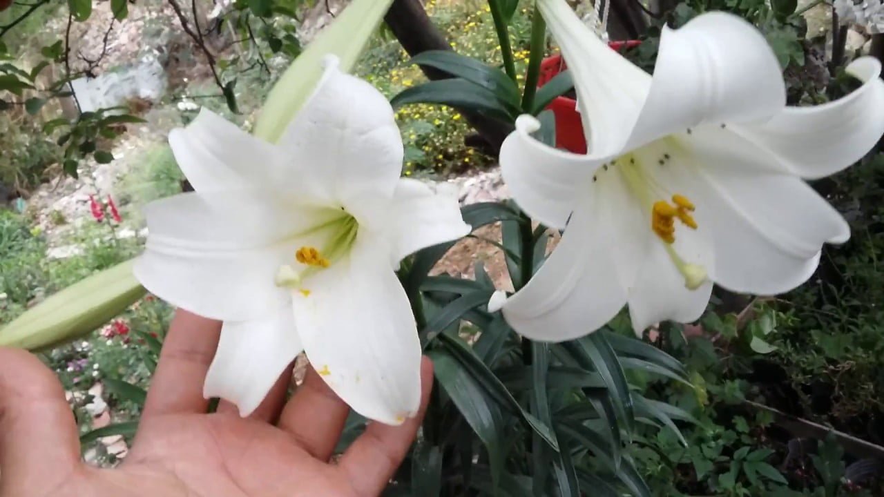 Plantando azucenas blancas en el jardín