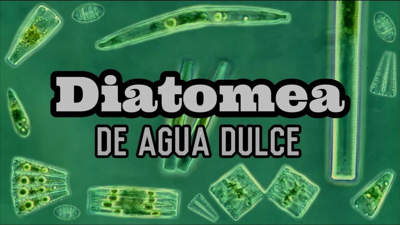 Diatomeas en agua dulce vs agua salada