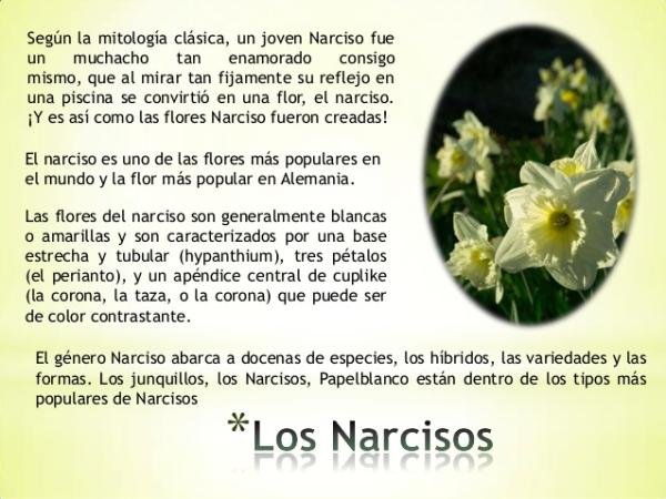 Flor de narciso en la mitología griega