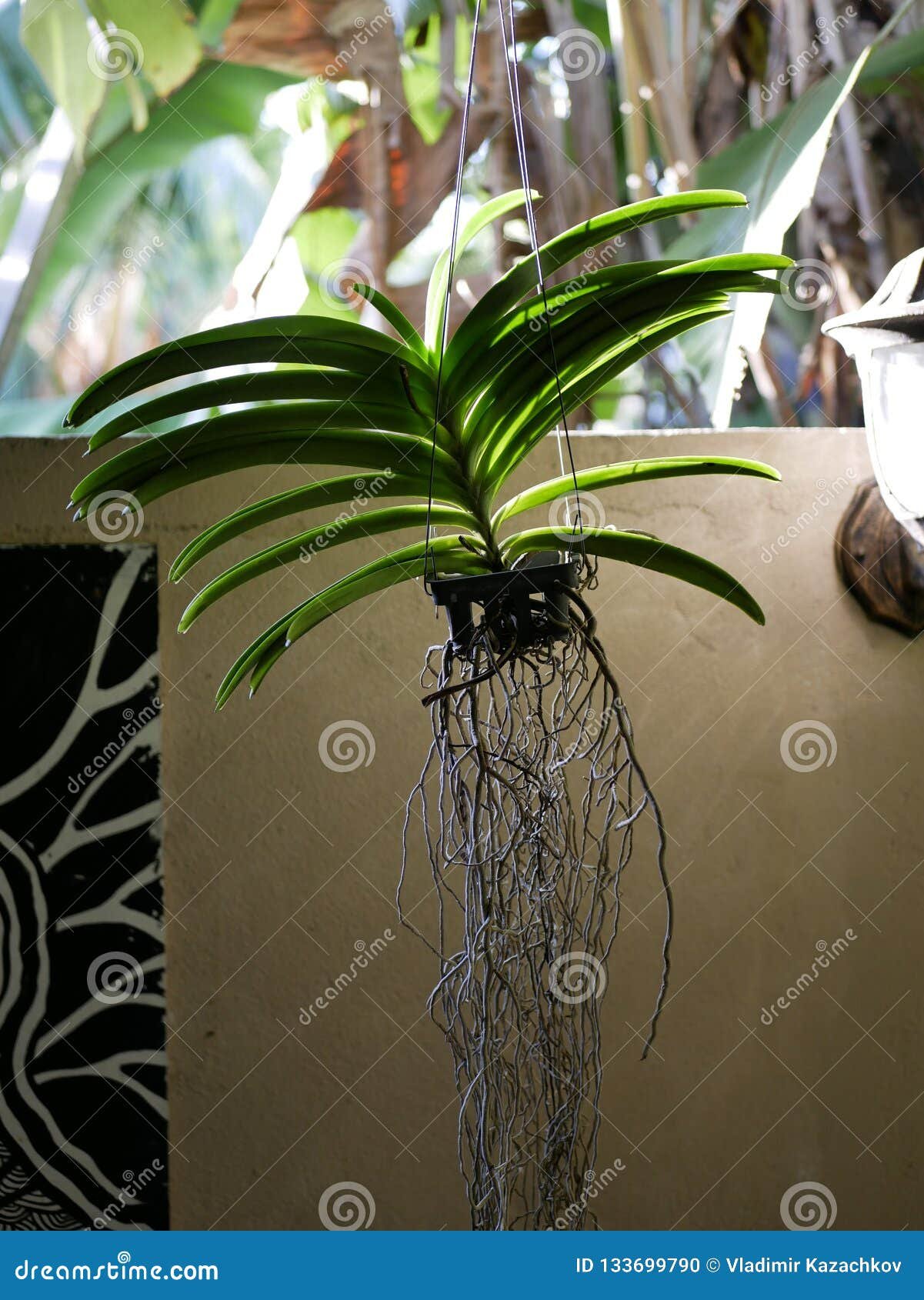 Orquídea con raíces aéreas saludables y brillantes