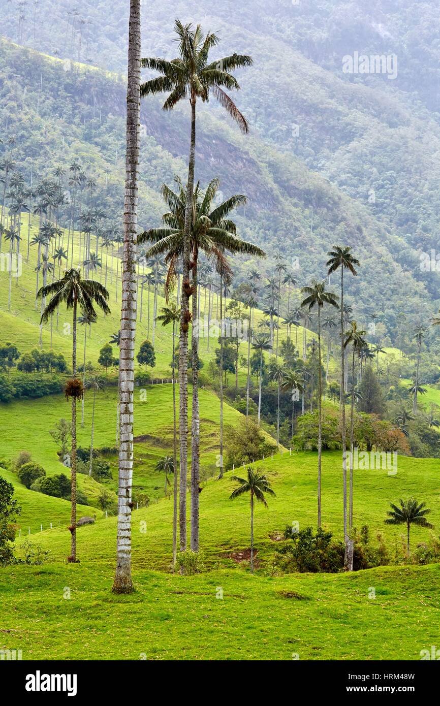 Palma de cera del Cocora en Colombia