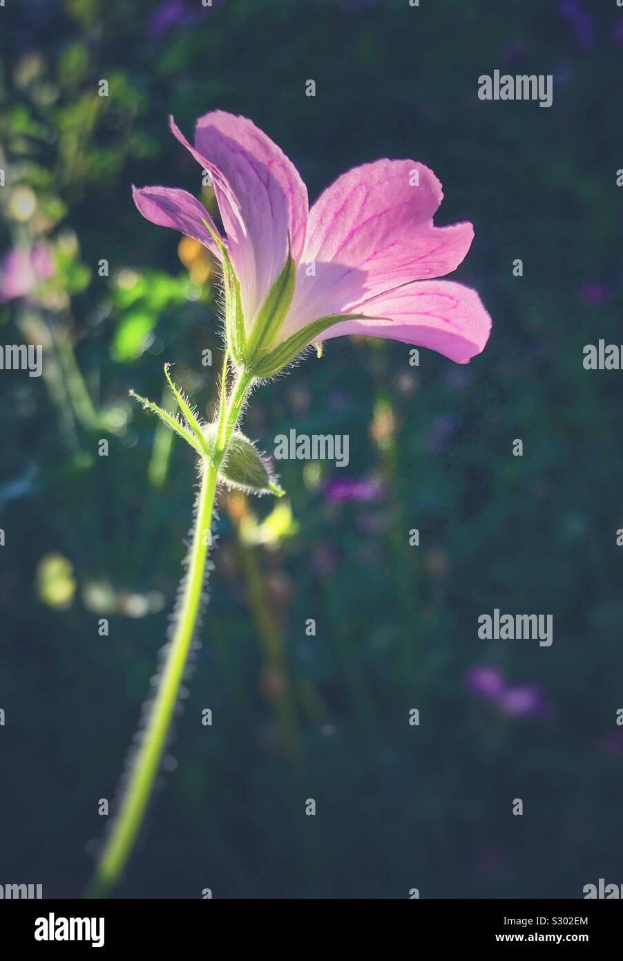 Geranio floreciendo bajo el sol brillante