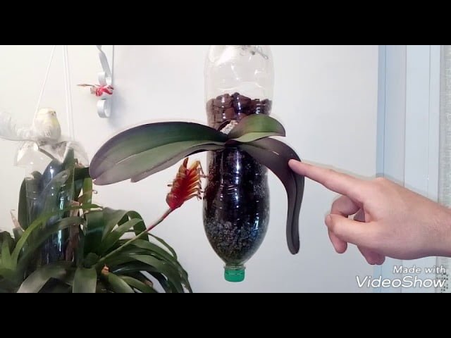 Preparación del sustrato para orquídeas en botella