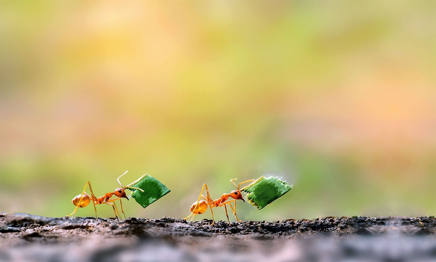 Hormigas en exteriores buscando alimentos en fila