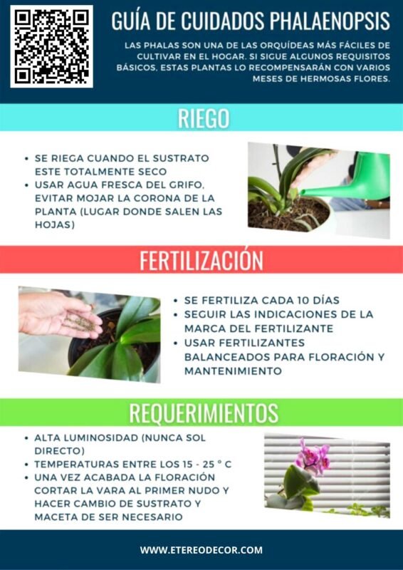 10 consejos esenciales para el cuidado de las orquídeas en casa.
