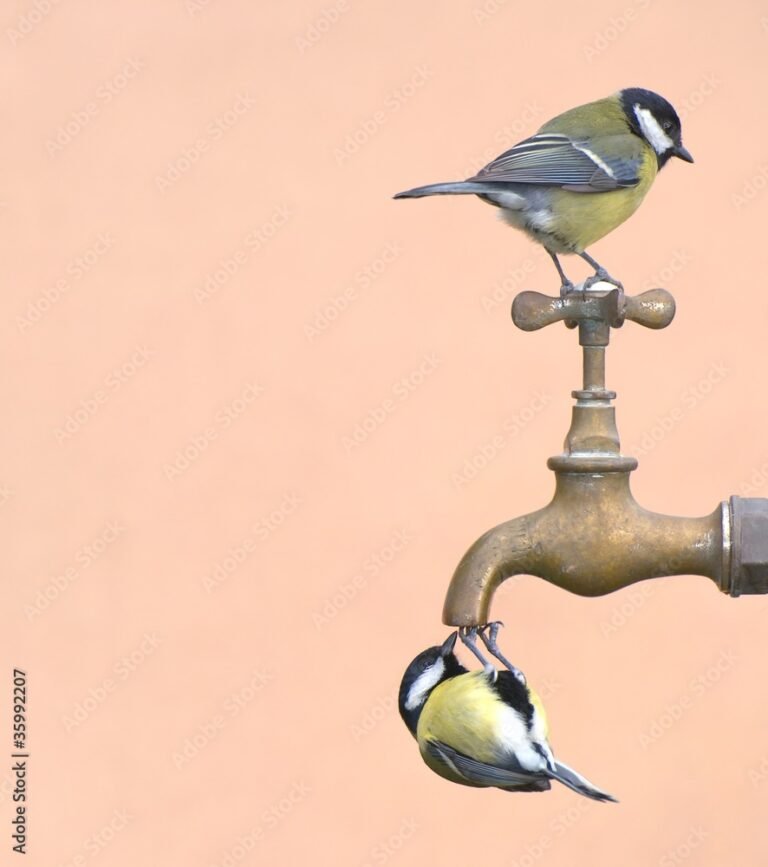 Dónde poner agua para pájaros en tu jardín: Guía completa
