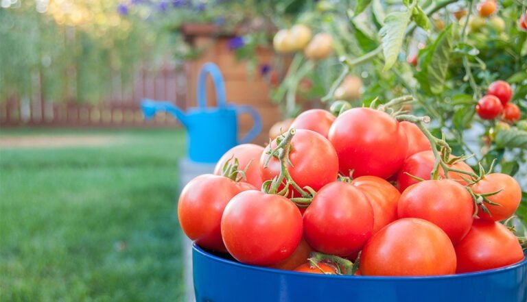 Cómo saber si los tomates tienen exceso de agua
