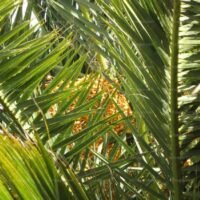 1295_phoenix_canariensis_forest_and_kim_starr