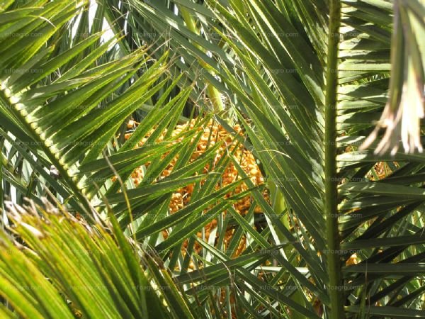 Cuánto crece la palmera por año: Guía completa para jardineros