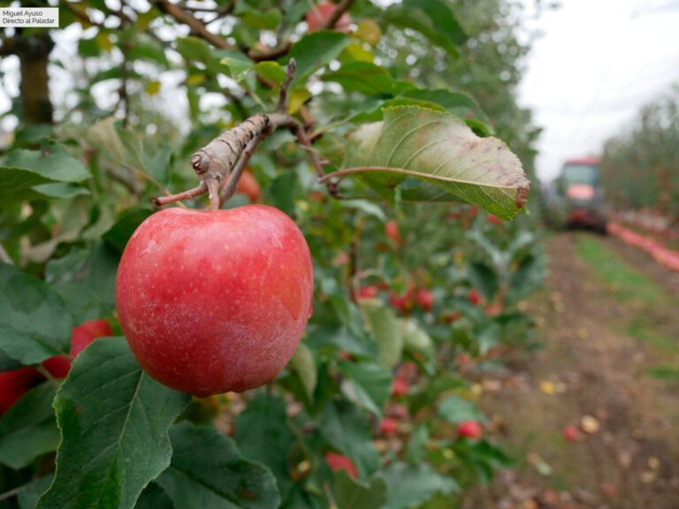 Dónde se cultivan las manzanas Pink Lady