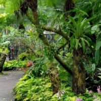 15024841-camino-a-traves-de-un-exuberante-jardin-tropical-en-la-isla-grande-de-hawaii-tiene-orquideas
