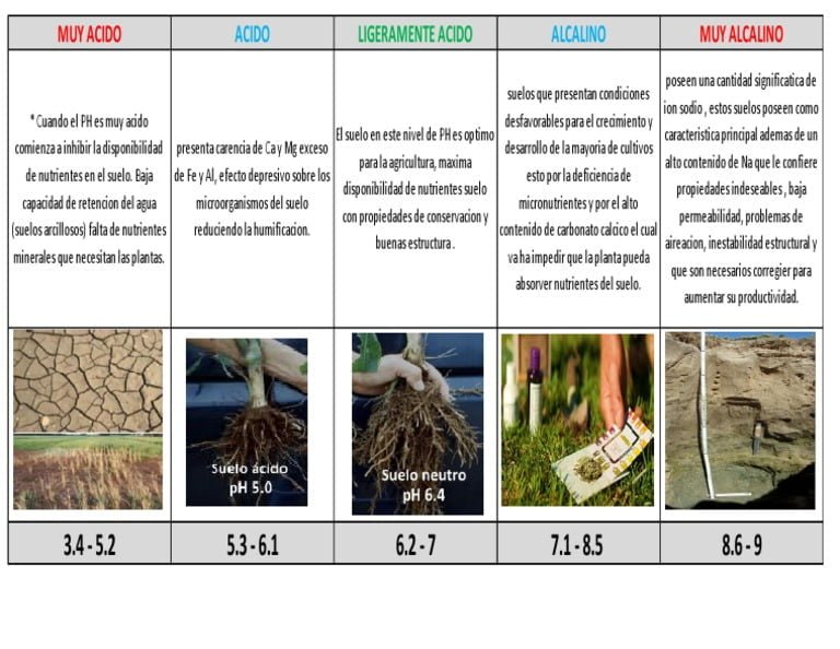 Qué plantas prefieren el suelo ácido