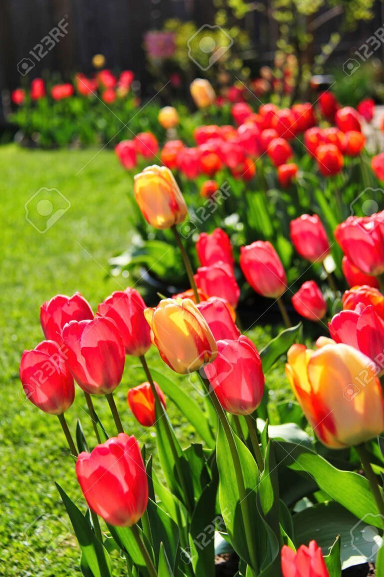 Dónde deben estar los tulipanes para un crecimiento óptimo en tu jardín