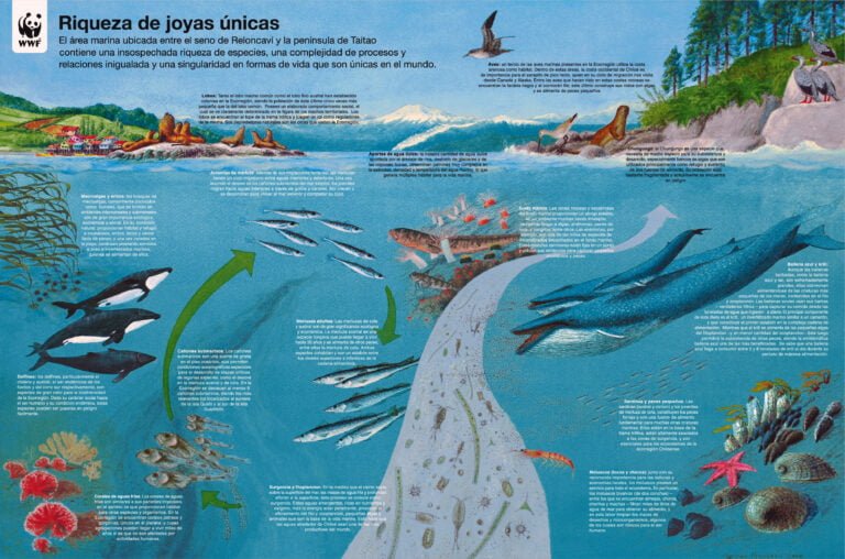 Cuántas especies existen en el mar