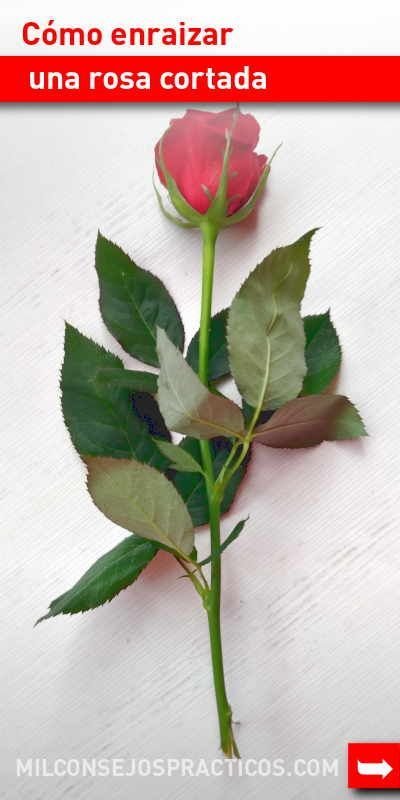 Cómo plantar una rosa cortada sin raíz