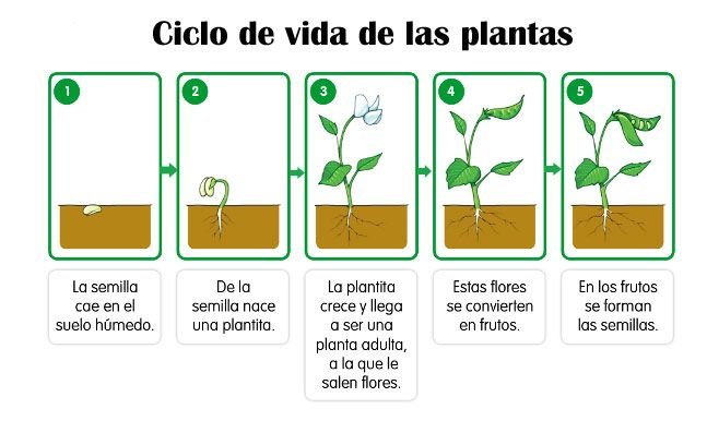 Qué es ciclo biologico en las plantas