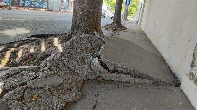 Cómo hacer para que las raíces de un árbol no levanten el piso