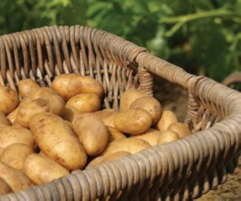 Las patatas russet son resistentes al tizón