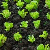 Fresh lettuce plants in organic vegetables garden