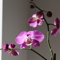 5-consejos-infalibles-para-que-tu-orquidea-vuelva-a-florecer-como-nunca-antes