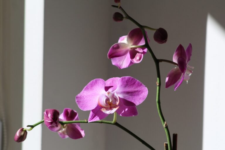5 consejos infalibles para que tu orquídea vuelva a florecer como nunca antes