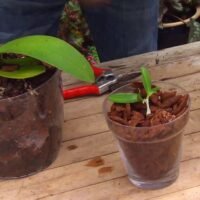 5-ideas-creativas-para-aprovechar-los-tallos-de-las-orquideas-en-tu-jardin