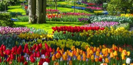 Qué flor sale en primavera: Guía completa para jardineros principiantes